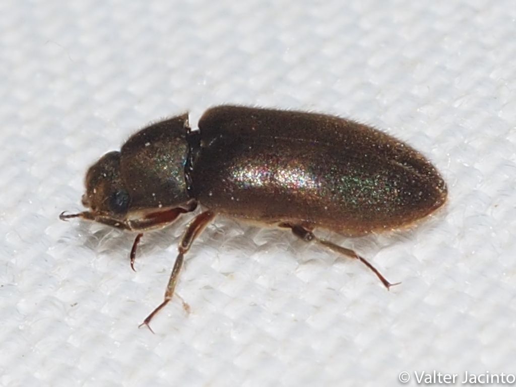 Dryops sp.- Dryopidae