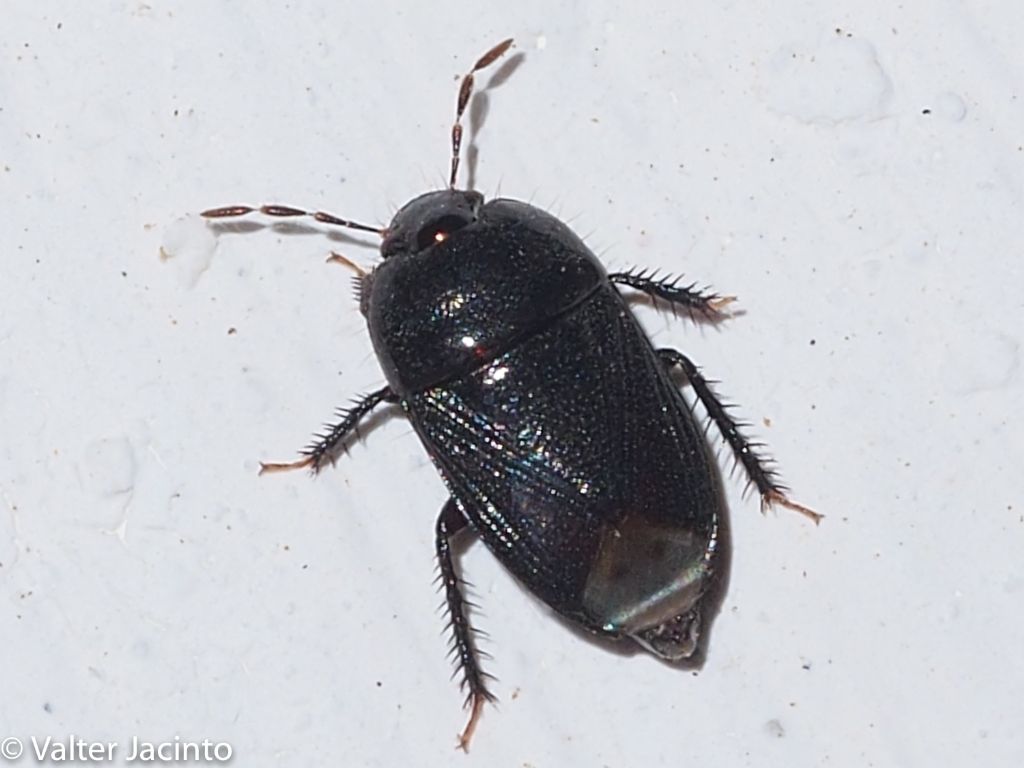 Cydnidae: Geotomus elongatus