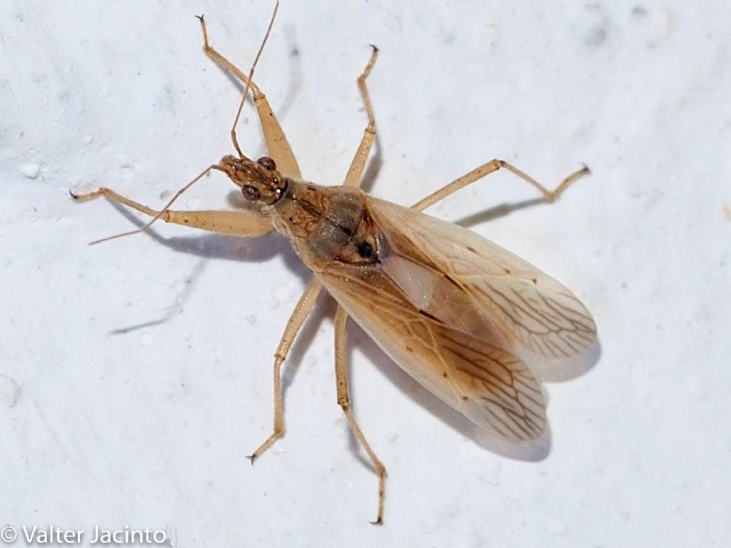 Reduviidae?  No, Nabidae: cfr. Nabis sp.