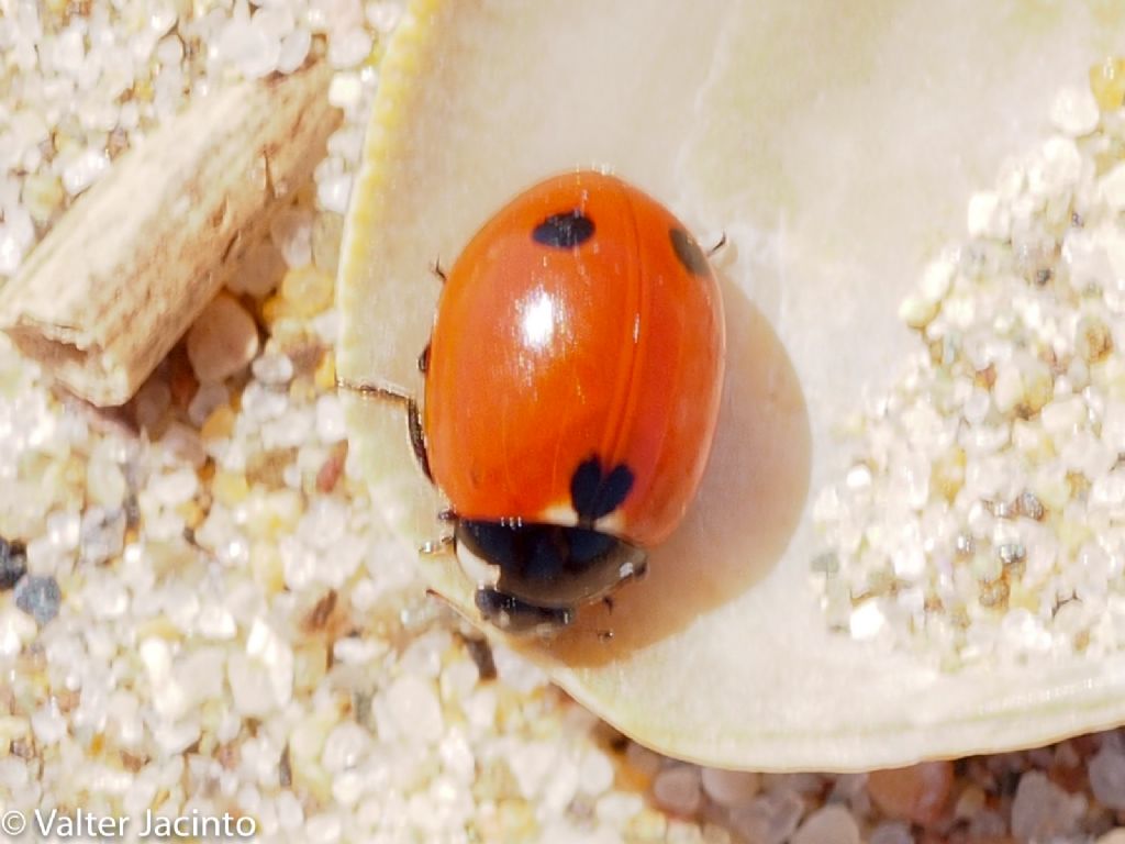 coccinellidae  - da determinare II