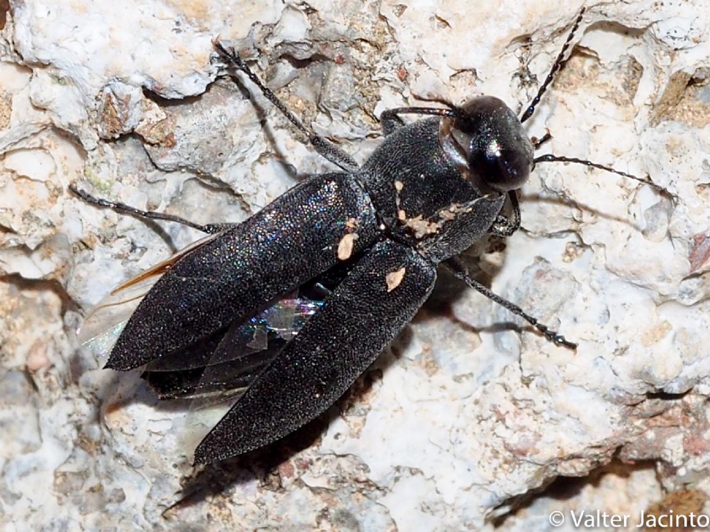 Melanophila cuspidata, Buprestidae