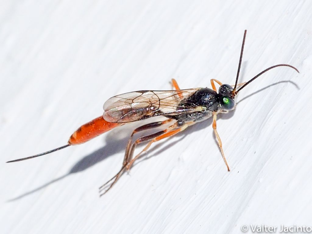 ichneumonidae - da determinare