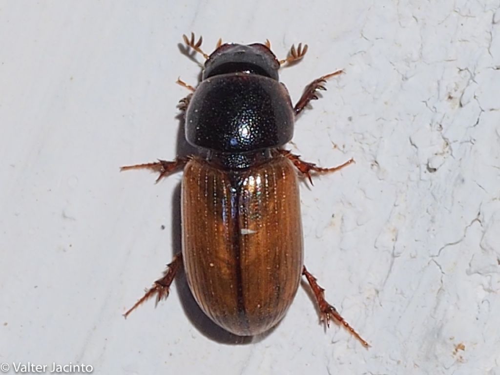 Aphodiidae: Bodiloides ictericus