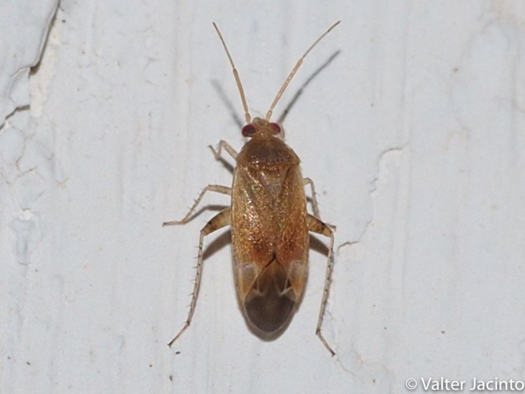 Miridae: Psallus sp.