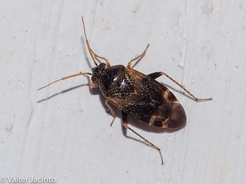 Miridae: Psallus sp.