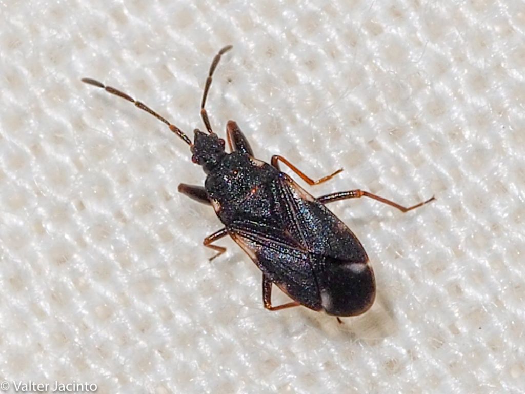 Lygaeidae da determinare: Taphropeltus andrei