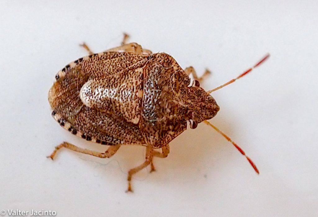 Pentatomidae: Staria lunata