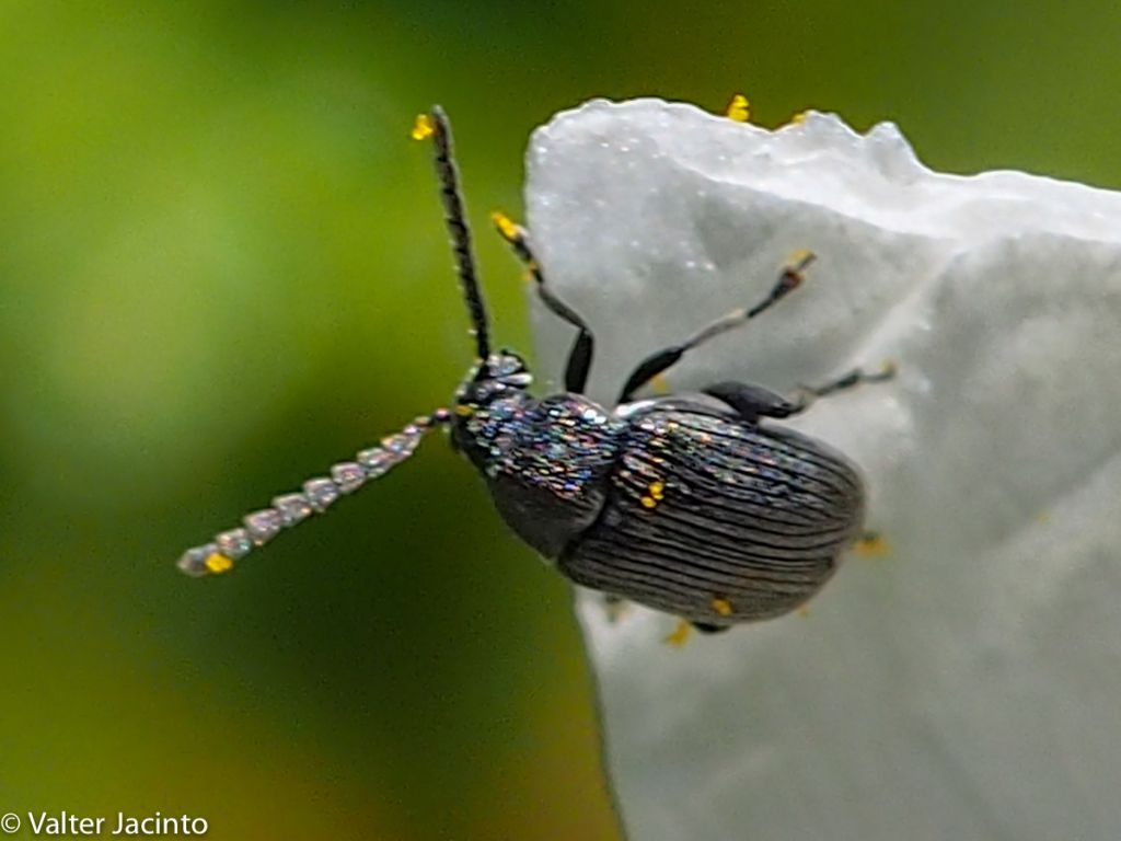 Bruchidius sp.? S.