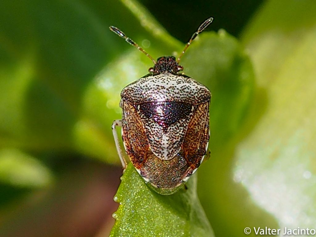 Pentatomidae - Eysarcoris venustissimus