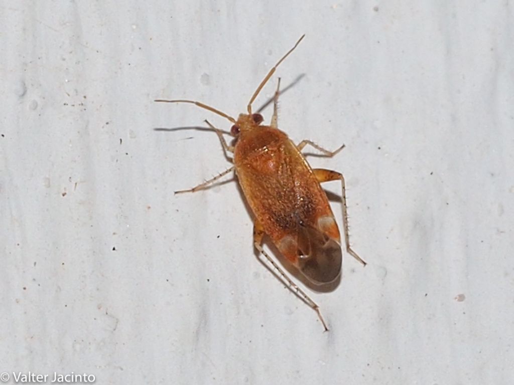 Miridae: Psallus sp.