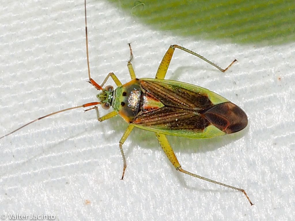 Miridae: Closterotomus trivialis