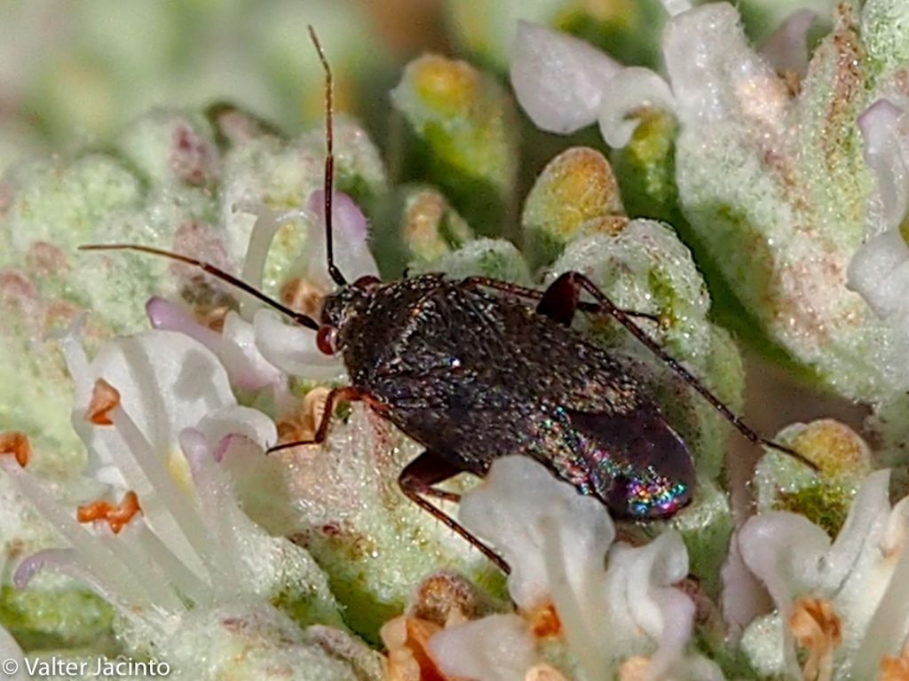 Miridae: Lepidargyrus ancorifer