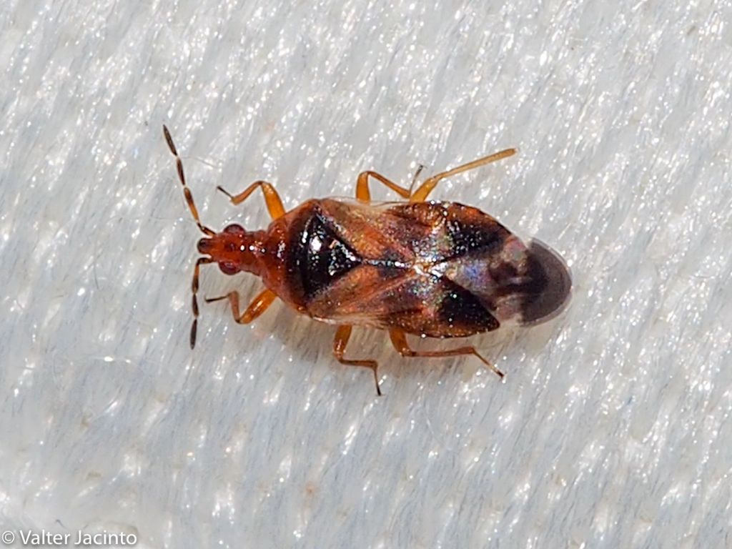 Anthocoridae: Anthocoris confusus ? No,  Anthocoris minki cfr. pistaciae