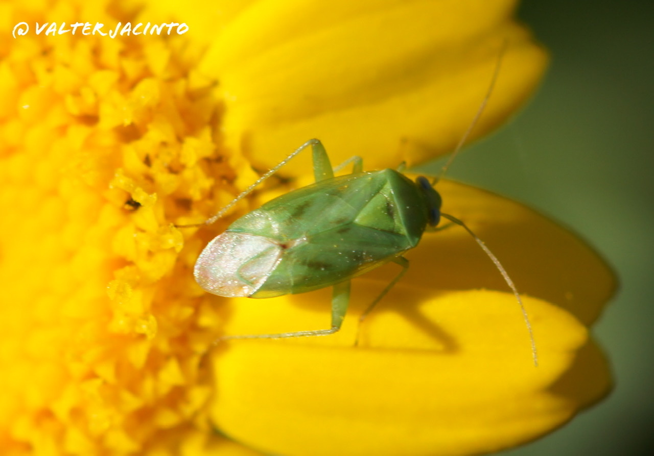 Miridae: Taylorilygus apicalis