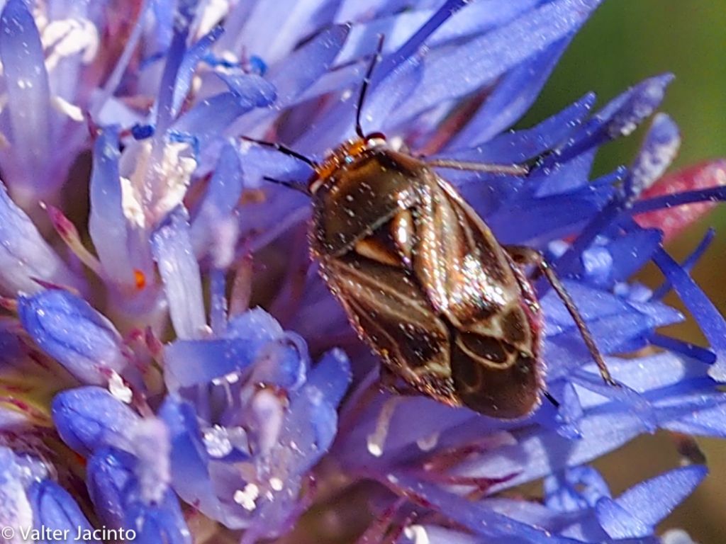 Miridae: Strongylocoris obscurus