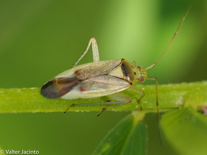 Miridae: Closterotomus norwegicus