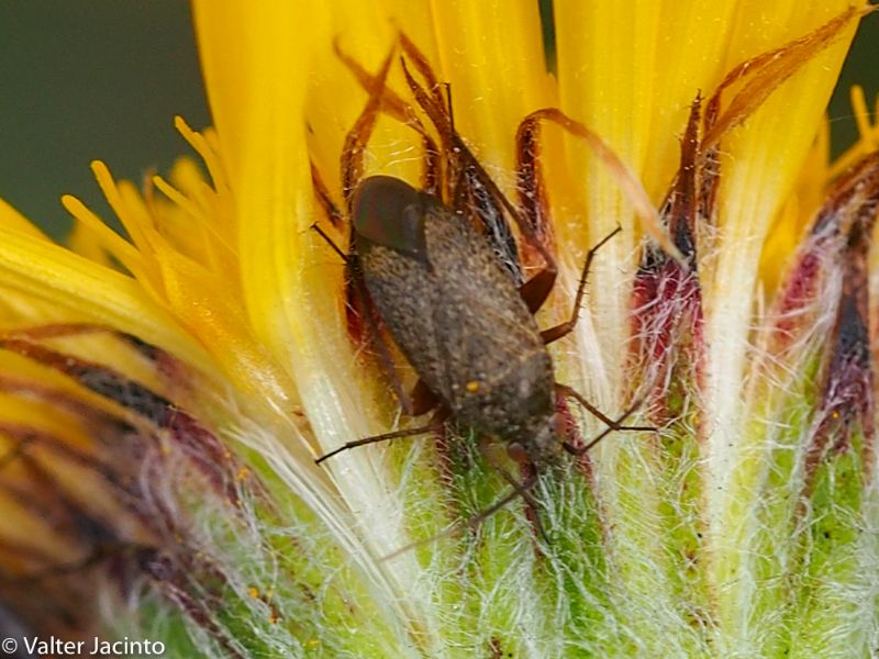 Miridae: Lepidargyrus ancorifer