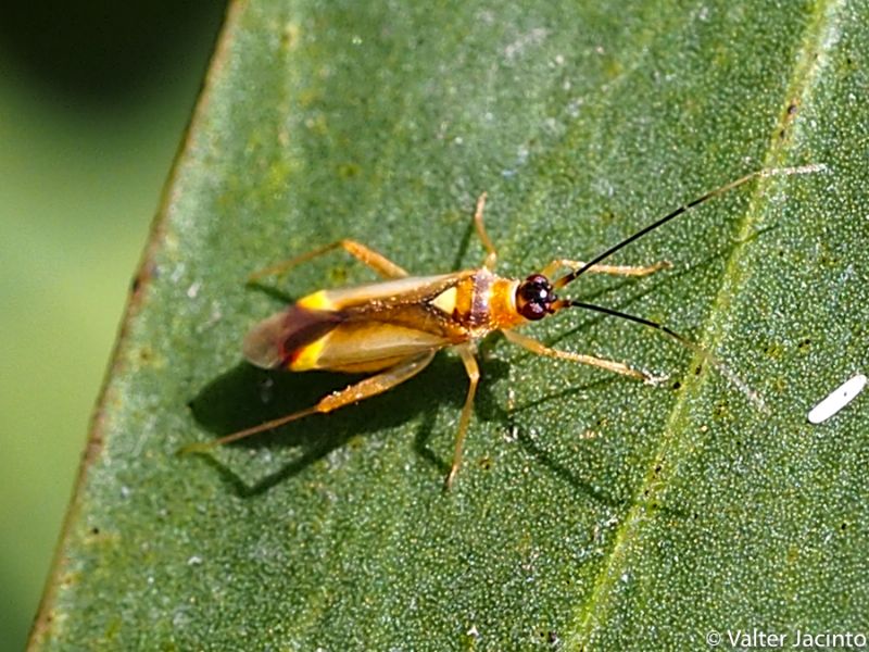 Miridae: Campyloneura virgula