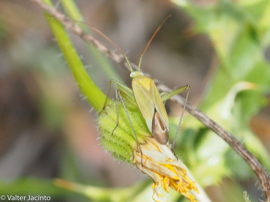 miridae - da determinare