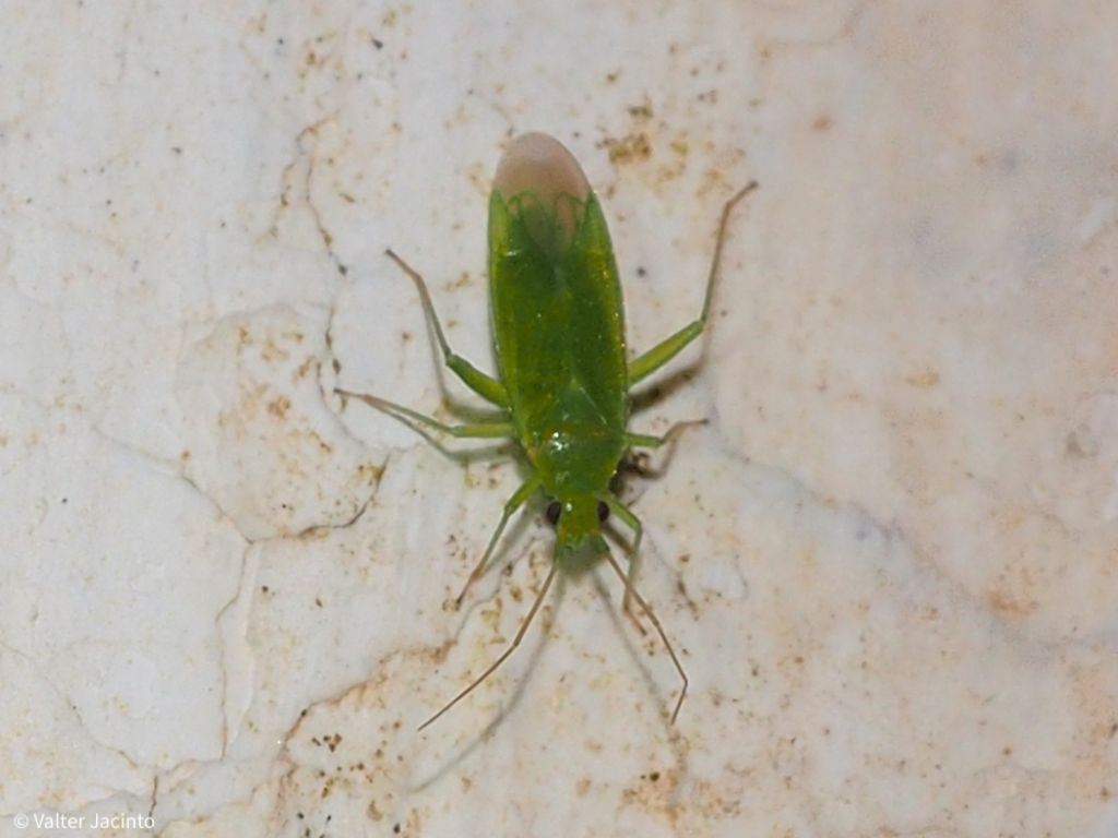Miridae: Orthotylus flavosparsus ???