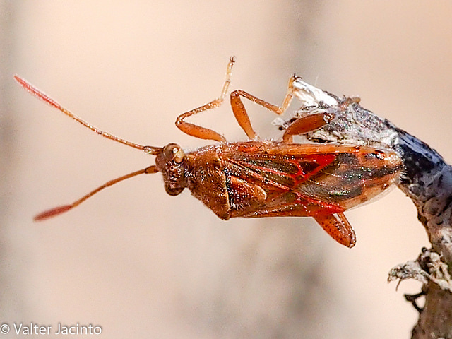 Rhopalidae: Stictopleurus sp.