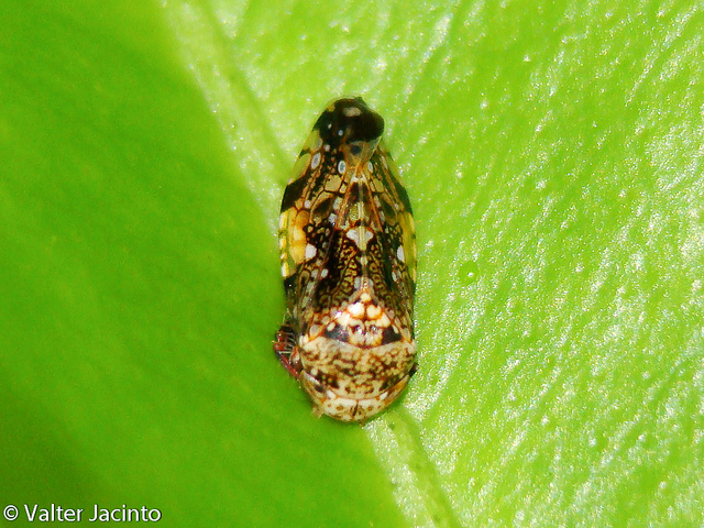 Penthimiola bella...altro Cicadellidae alieno in Europa