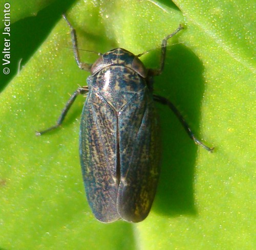 Da identificare III