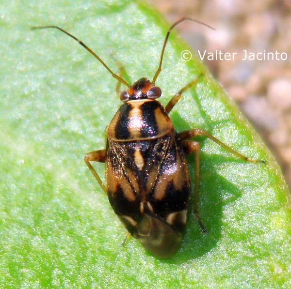 Miridae: Cyphodema instabile del Portogallo (Algarve)