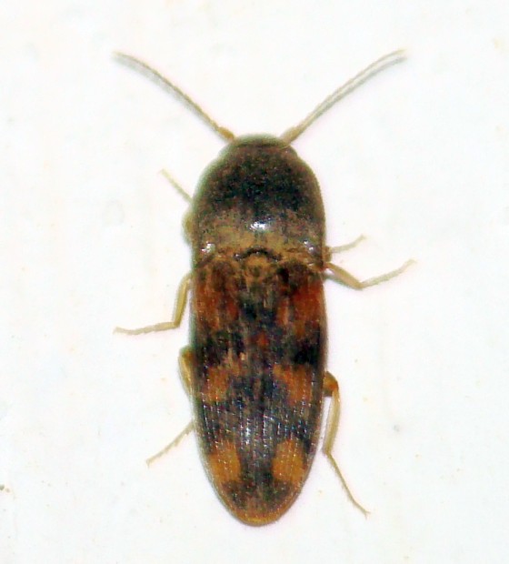 Drasterius bimaculatus