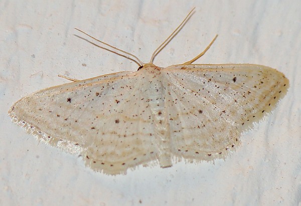 geometridae - da identificare