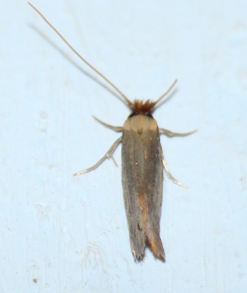 da identificare