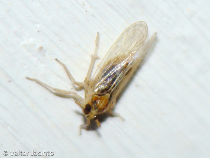 Laodelphax striatella femmina macrottera