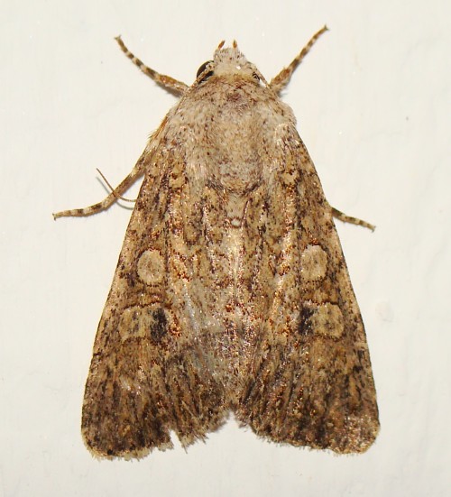 Noctuidae - da identificare