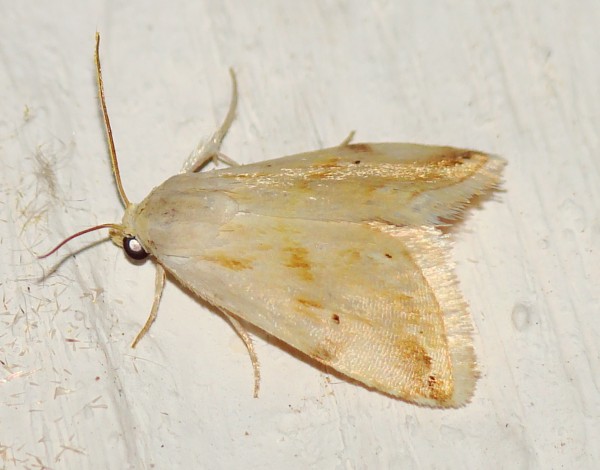 Eublemma pura ???  No, Aegle vespertinalis