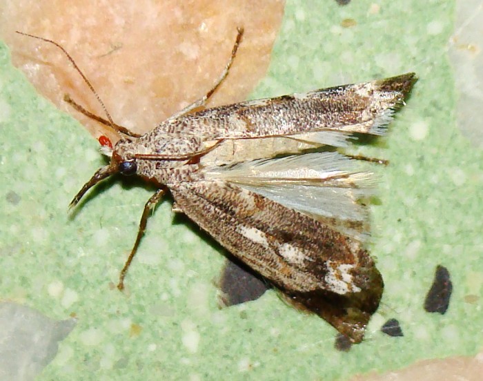 Crambidae - da identificare