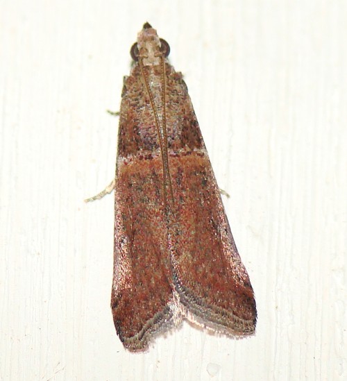 Acrobasis sp.