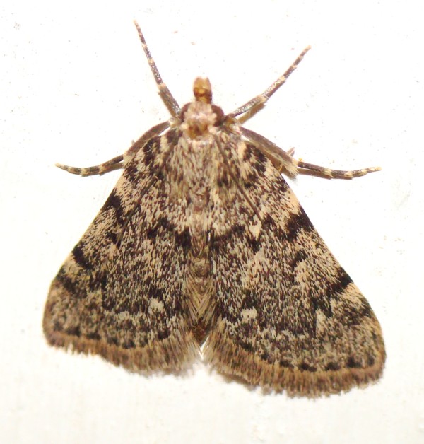 Noctuidae - da identificare