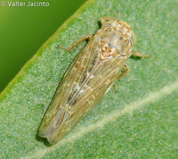 Da identificare II