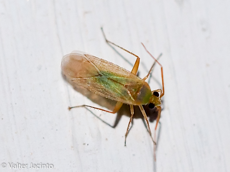 Miridae - da determinare II