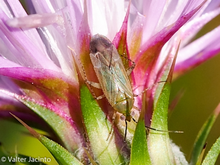 Miridae:Plagiognathus arbustorum del Portogallo