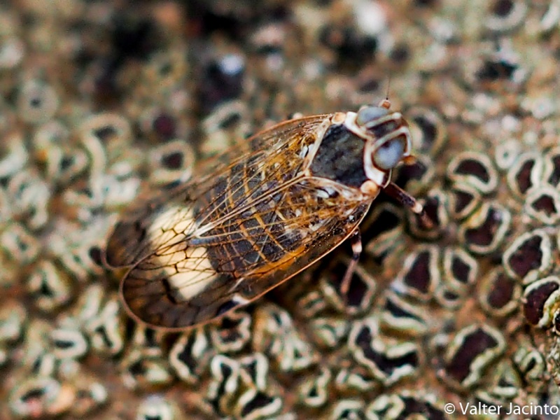 Fulgoromorpha Cixiidae:  Cixius sp.?   No, Reptalus sp., femmina