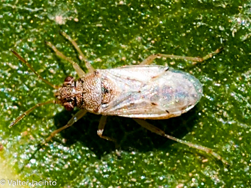 Lygaeidae: Nysius sp.