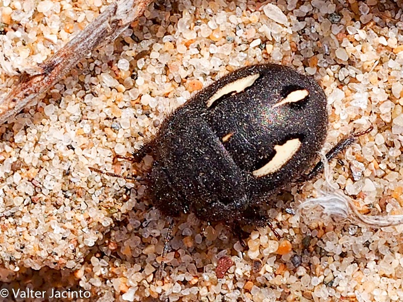 Scutelleridae:  Odontoscelis sp.  (O. fuliginosa opp. O. hispanica)