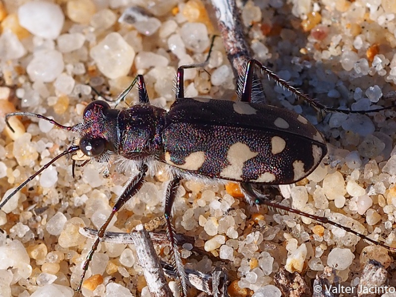 Carabidae Cicindelinae  - Calomera littoralis littoralis