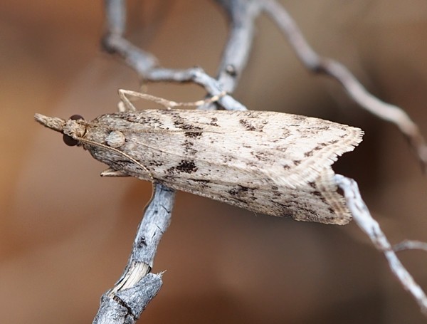 Pyralidae - da identificare