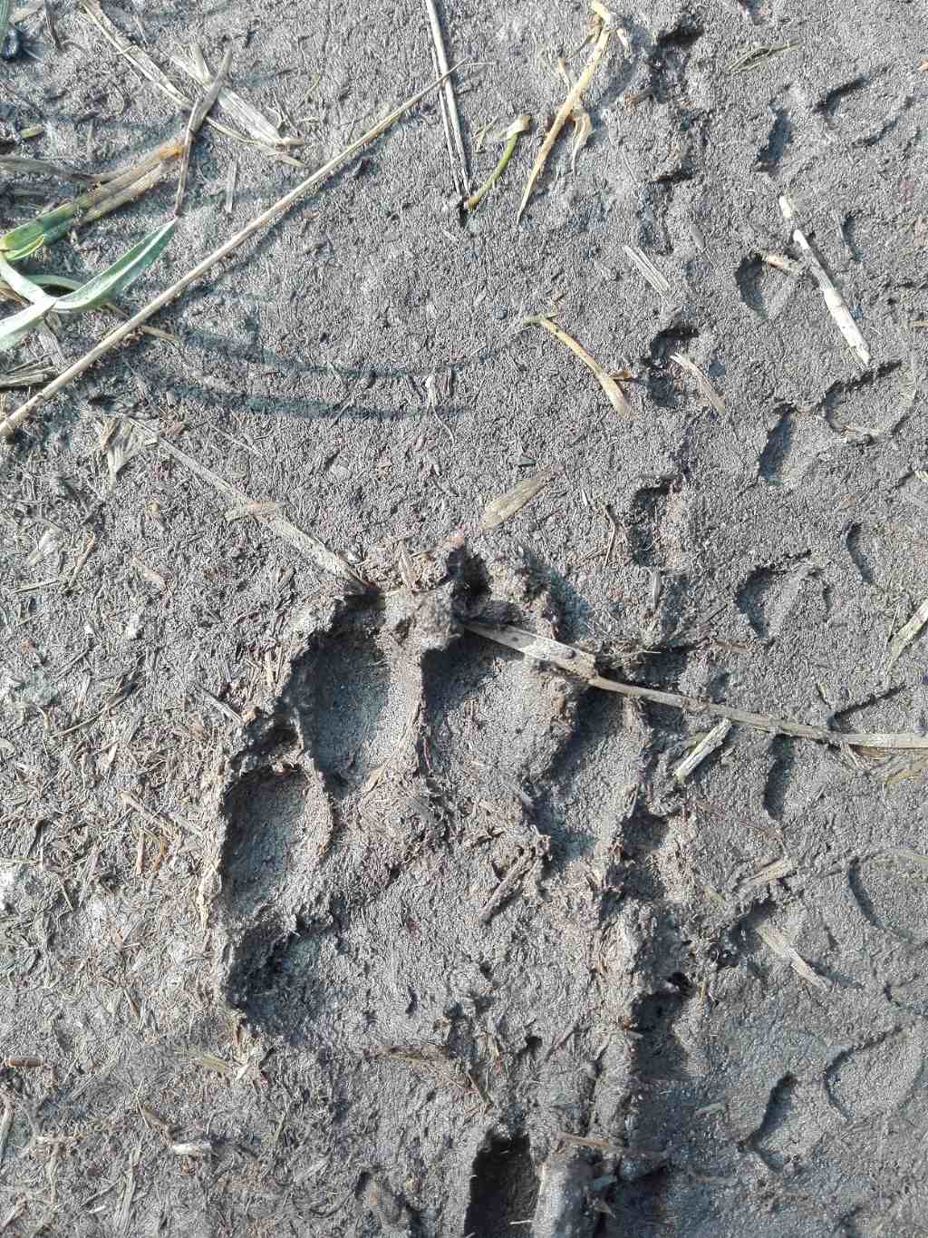 Un'' aiutino, impronte di...