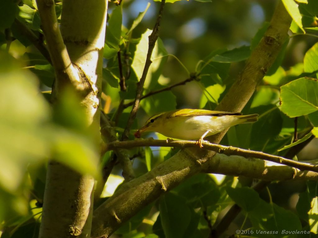 identificazione Lu : Lu verde (Phylloscopus sibilatrix)