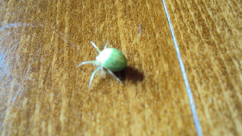 Araniella sp. - Irlanda