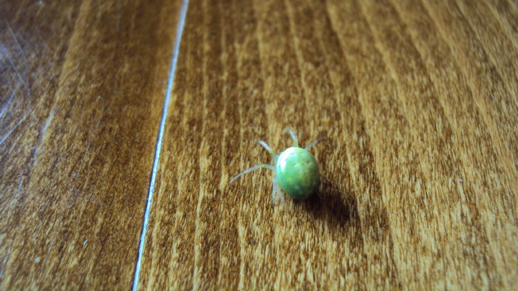 Araniella sp. - Irlanda