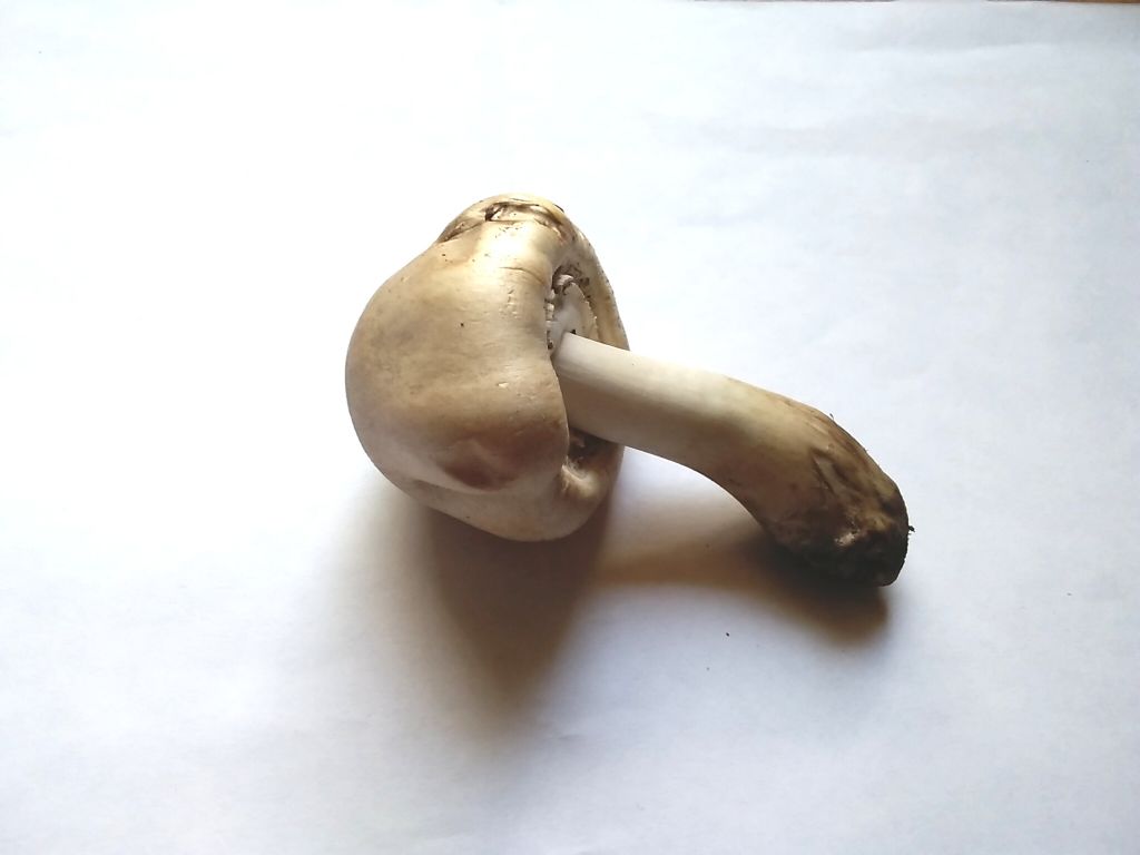 Agaricus  PRAECLARESQUAMOSUS ?